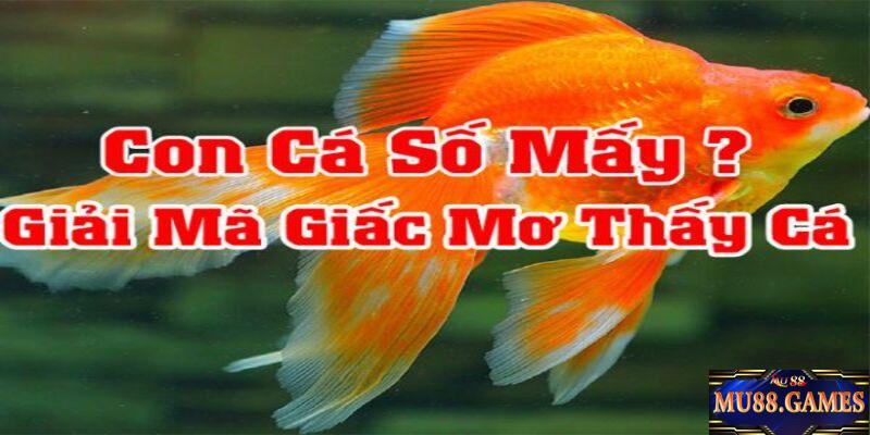 Mơ thấy cá đánh số mấy thì may mắn?